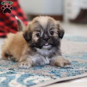 Taylor, Lhasa Apso Puppy